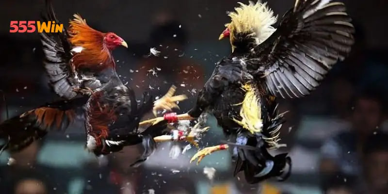 Một vài mẹo tham gia đá gà 555WIN hiệu quả từ chuyên gia