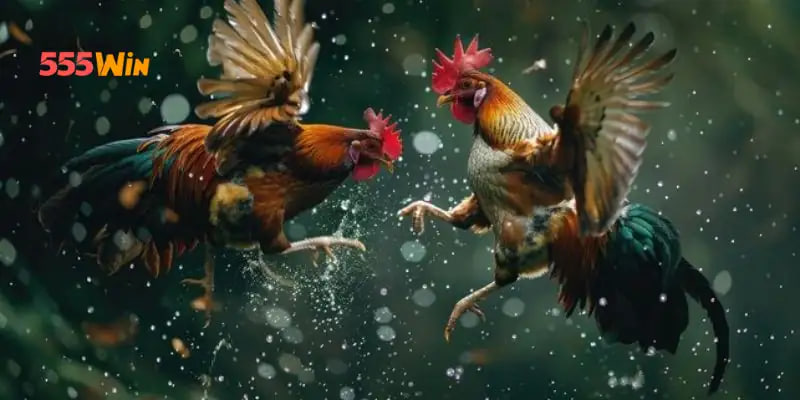 Những ưu điểm của sảnh chọi kê trong năm 2025