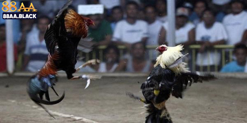 Ưu điểm nổi bật nhất khi tham gia tại trang web