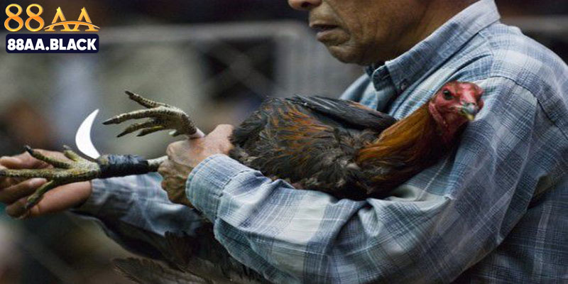 Vài hình thức chơi tại sảnh chọi kê được ưa chuộng